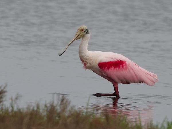 Rode lepelaar (Platalea ajaja)
